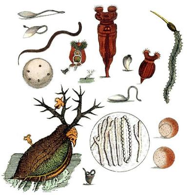 與上帝平起平坐的微生物 生物起源于它，人類未來依靠它